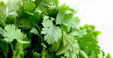 Tabla nutricional: Cilantro (hojas de cilantro)