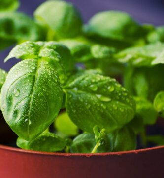 Datos nutricionales de la hierba de albahaca