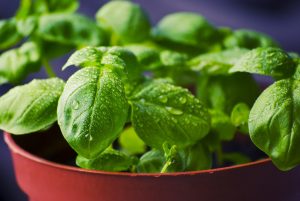 albahaca dulce