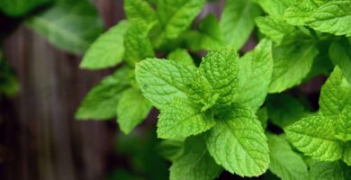 Información nutricional de la hierba de menta