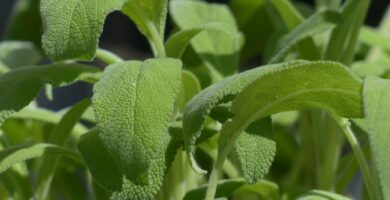 Datos nutricionales de la hierba de salvia