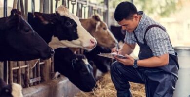 Trabajo en Ganadería: Oportunidades activas y requisitos