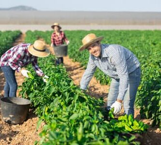 Oportunidad laboral en cultivo de frutas y verduras