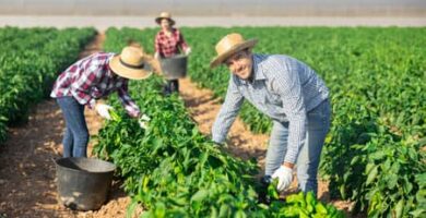 Oportunidad laboral en cultivo de frutas y verduras